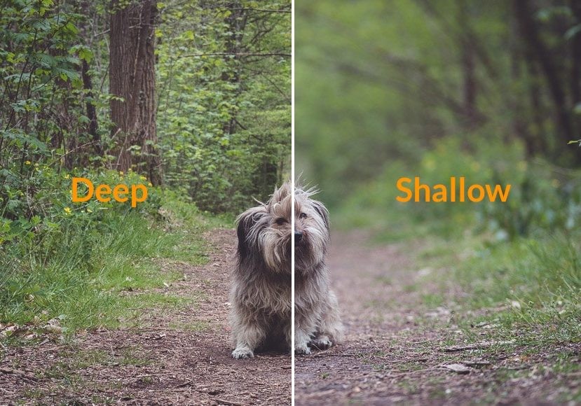 Depth of Field và ứng dụng trong chụp ảnh | Trần Huy Camera